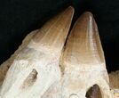 Awesome Mosasaur (Prognathodon) Jaw Section - #16110-2
